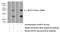 Basic Leucine Zipper ATF-Like Transcription Factor antibody, 13507-1-AP, Proteintech Group, Western Blot image 