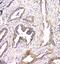 CHM Rab Escort Protein antibody, A00814-2, Boster Biological Technology, Immunohistochemistry frozen image 