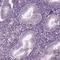 Stabilizer Of Axonemal Microtubules 1 antibody, HPA023899, Atlas Antibodies, Immunohistochemistry paraffin image 