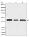 Ribosomal Protein SA antibody, M01691, Boster Biological Technology, Western Blot image 