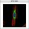Scinderin antibody, GTX112591, GeneTex, Immunofluorescence image 
