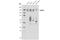 CUB domain-containing protein 1 antibody, 12327S, Cell Signaling Technology, Western Blot image 