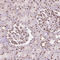 Bromodomain Containing 4 antibody, AMAb90843, Atlas Antibodies, Immunohistochemistry frozen image 