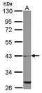 Mitochondrial Ribosomal Protein L39 antibody, GTX123238, GeneTex, Western Blot image 