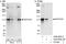 Notch Receptor 2 antibody, A302-083A, Bethyl Labs, Immunoprecipitation image 