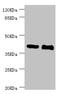 NHL Repeat Containing E3 Ubiquitin Protein Ligase 1 antibody, LS-C676156, Lifespan Biosciences, Western Blot image 