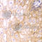 Claudin 1 antibody, A2196, ABclonal Technology, Immunohistochemistry paraffin image 