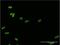Homeobox C12 antibody, H00003228-M09, Novus Biologicals, Immunocytochemistry image 