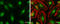 CREB Binding Protein antibody, GTX101249, GeneTex, Immunocytochemistry image 