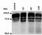 Integrin Subunit Beta 2 antibody, NB500-480, Novus Biologicals, Western Blot image 