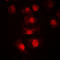 Max-like protein X antibody, LS-C352918, Lifespan Biosciences, Immunofluorescence image 