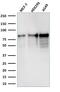 Minichromosome Maintenance Complex Component 7 antibody, AE00188, Aeonian Biotech, Western Blot image 