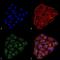 CD74 Molecule antibody, NBP2-59696, Novus Biologicals, Immunofluorescence image 