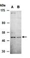 SHC-transforming protein 1 antibody, orb67089, Biorbyt, Western Blot image 