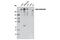 AT-Rich Interaction Domain 1A antibody, 12354S, Cell Signaling Technology, Western Blot image 