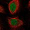 E2F Transcription Factor 4 antibody, HPA054128, Atlas Antibodies, Immunofluorescence image 