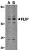 Fli-1 Proto-Oncogene, ETS Transcription Factor antibody, orb74335, Biorbyt, Western Blot image 