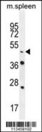 Nuclear receptor subfamily 6 group A member 1 antibody, 55-778, ProSci, Western Blot image 