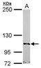 Bromodomain Containing 1 antibody, GTX116353, GeneTex, Western Blot image 