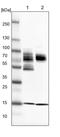 Zinc Finger And SCAN Domain Containing 2 antibody, PA5-55051, Invitrogen Antibodies, Western Blot image 