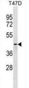 DnaJ Heat Shock Protein Family (Hsp40) Member B12 antibody, abx031097, Abbexa, Western Blot image 