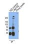 Centrosomal Protein 192 antibody, 18832-1-AP, Proteintech Group, Immunoprecipitation image 