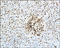 PCNA antibody, 251267, Abbiotec, Immunohistochemistry paraffin image 