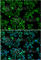 Forkhead Box O1 antibody, A2934, ABclonal Technology, Immunofluorescence image 