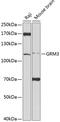Metabotropic glutamate receptor 3 antibody, GTX54120, GeneTex, Western Blot image 