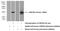 Calmodulin Binding Transcription Activator 2 antibody, 13470-1-AP, Proteintech Group, Western Blot image 