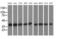 DnaJ Heat Shock Protein Family (Hsp40) Member A2 antibody, MA5-25244, Invitrogen Antibodies, Western Blot image 
