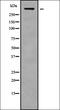 Collectin Subfamily Member 12 antibody, orb336350, Biorbyt, Western Blot image 