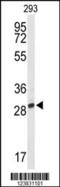Pyridoxamine 5'-Phosphate Oxidase antibody, 63-923, ProSci, Western Blot image 