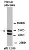 Ataxin 7 antibody, orb77124, Biorbyt, Western Blot image 