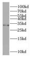 OCIA Domain Containing 1 antibody, FNab05958, FineTest, Western Blot image 