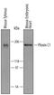 PLXNC1 antibody, AF5375, R&D Systems, Western Blot image 
