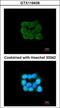 Translocase Of Outer Mitochondrial Membrane 34 antibody, GTX116439, GeneTex, Immunofluorescence image 