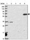 Rho GTPase Activating Protein 19 antibody, PA5-60285, Invitrogen Antibodies, Western Blot image 