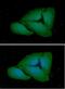 Fc-gamma RI antibody, NBP2-42685, Novus Biologicals, Immunocytochemistry image 