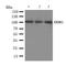 Discoidin Domain Receptor Tyrosine Kinase 1 antibody, orb97005, Biorbyt, Western Blot image 