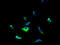 Yip1 Domain Family Member 5 antibody, A61814-100, Epigentek, Immunofluorescence image 