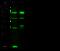 CD121a antibody, 80028-RP02, Sino Biological, Western Blot image 