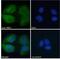 Retinol Binding Protein 1 antibody, NB100-1494, Novus Biologicals, Immunocytochemistry image 