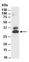 Erythropoietin antibody, orb66771, Biorbyt, Western Blot image 