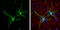 Fatty Acid Binding Protein 7 antibody, GTX121467, GeneTex, Immunofluorescence image 