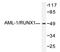 RUNX Family Transcription Factor 1 antibody, AP20291PU-N, Origene, Western Blot image 