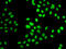 G Protein Pathway Suppressor 1 antibody, 22-553, ProSci, Immunofluorescence image 