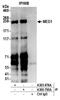 Mediator of RNA polymerase II transcription subunit 1 antibody, A303-876A, Bethyl Labs, Immunoprecipitation image 
