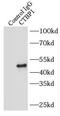 C-Terminal Binding Protein 1 antibody, FNab02046, FineTest, Immunoprecipitation image 