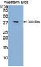 TATA-Box Binding Protein antibody, LS-C296575, Lifespan Biosciences, Western Blot image 